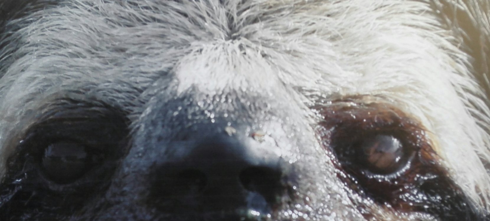 Santuario de Perezosos en Panamá