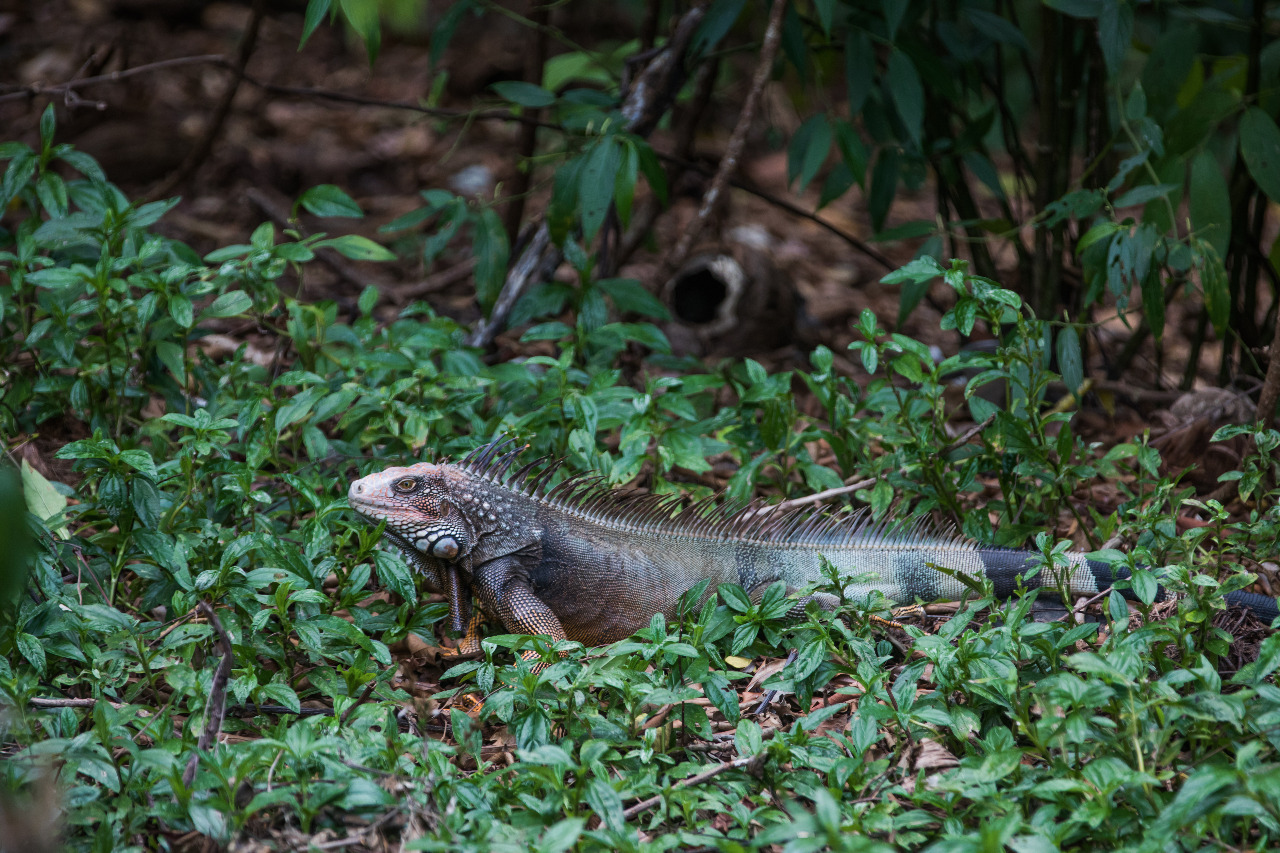 Turismo Verde en Panamá