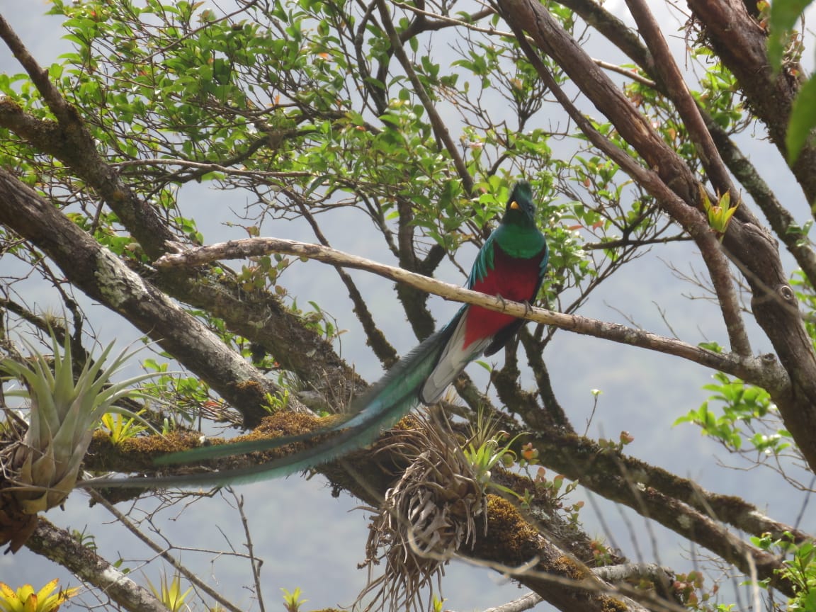 Jornada de avistamiento de quetzales