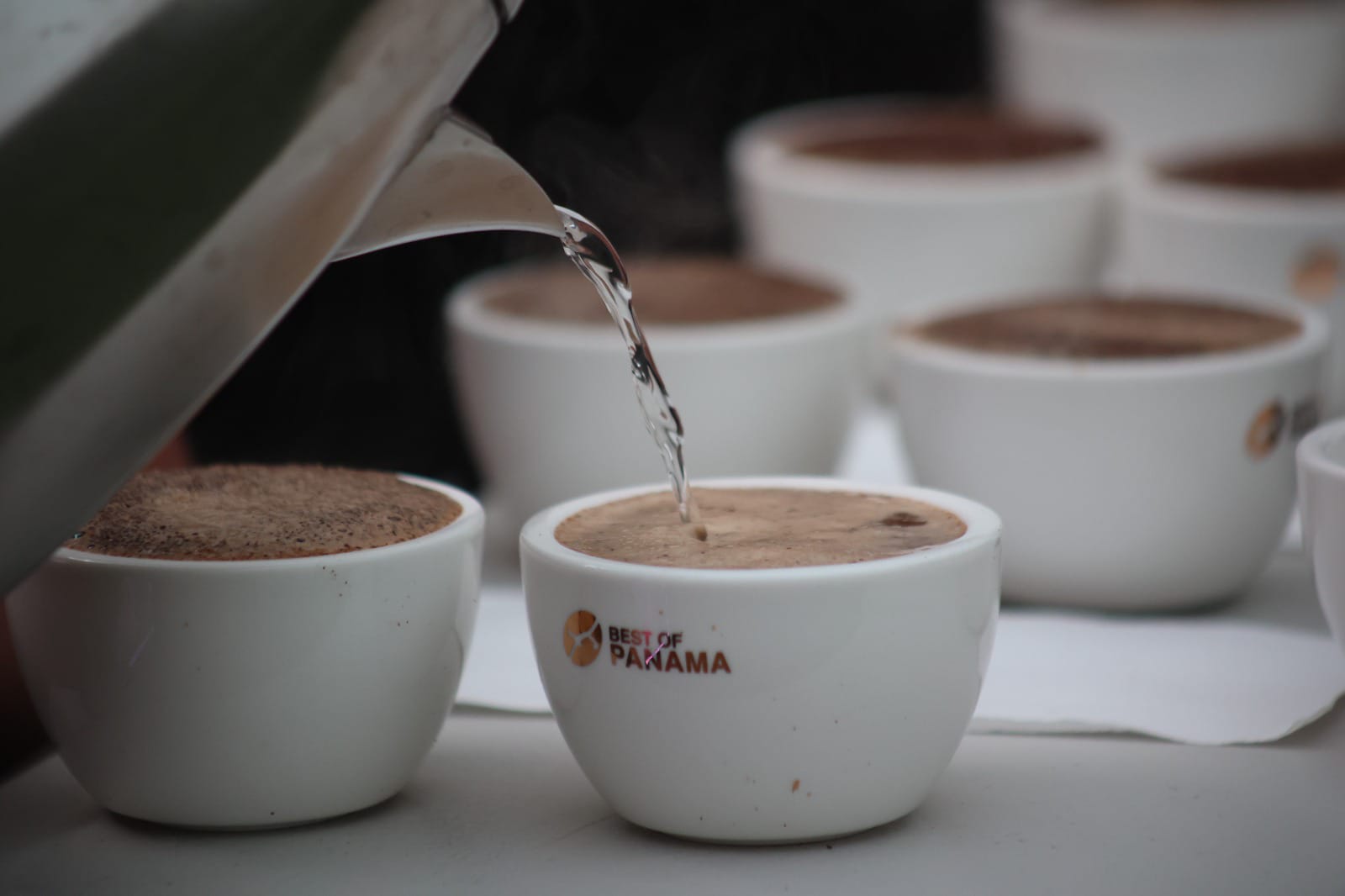 El Panama Geisha arrasó con altísimos precios en subasta electrónica del BOP