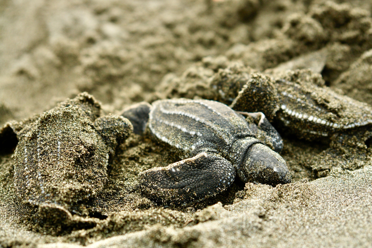 Panamá destino estrella en Turismo de Aventuras Nocturnas según National Geographic