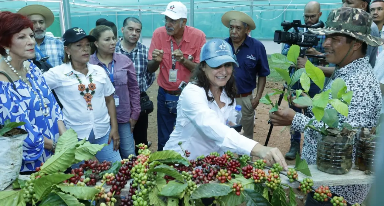 Productores de Capira celebran el inicio de la zafra del café 2025