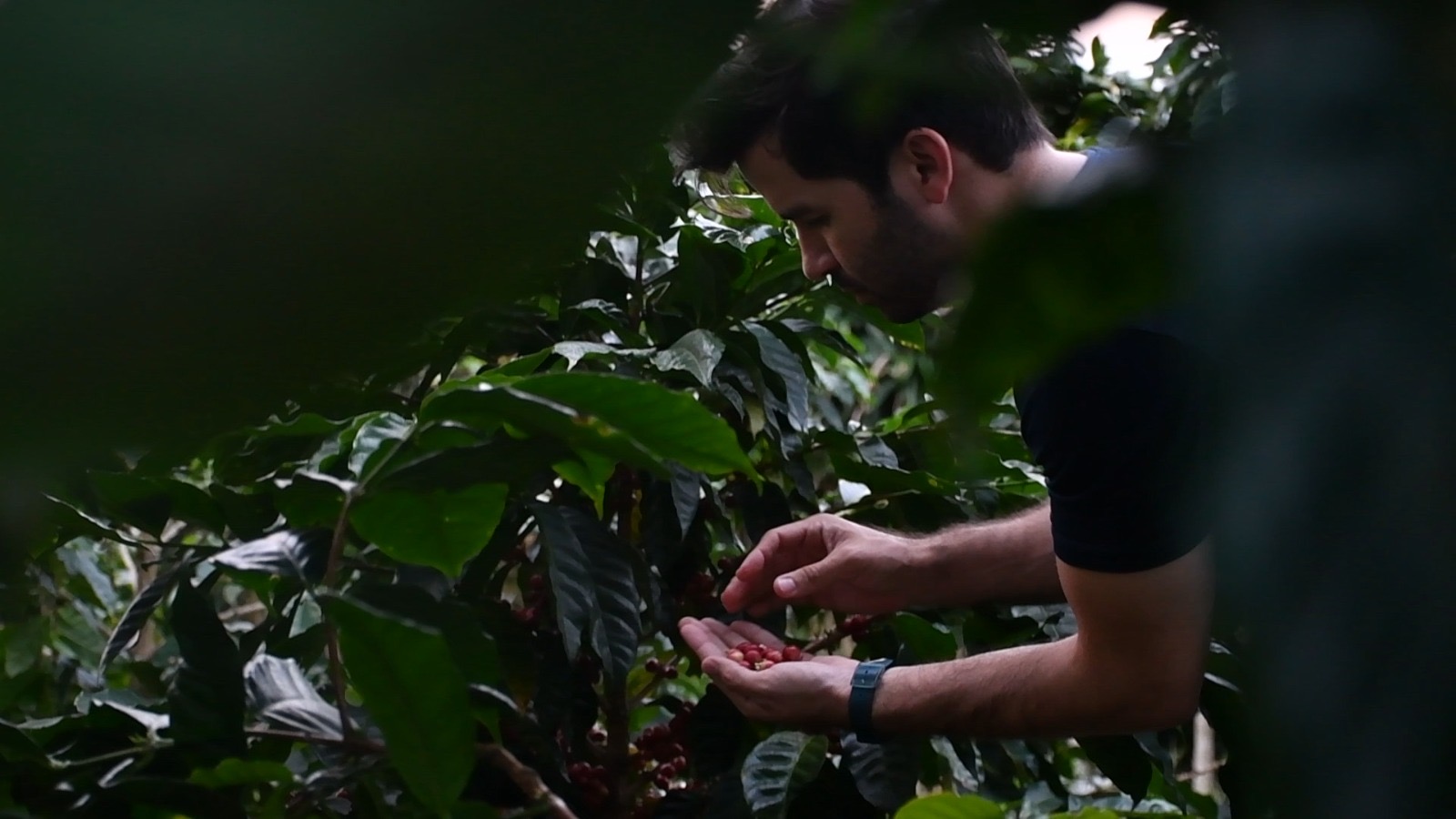 Panamá celebra un año más de producir el mejor café del mundo
